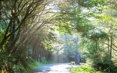 Waldweg - Psychotherapie Waldweg - Psychotherapie