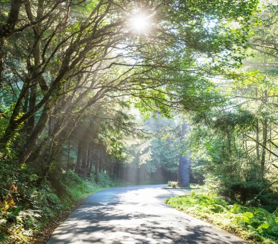 Waldweg - Psychotherapie Sonniger Waldweg – Gesprächstherapie nach Rogers